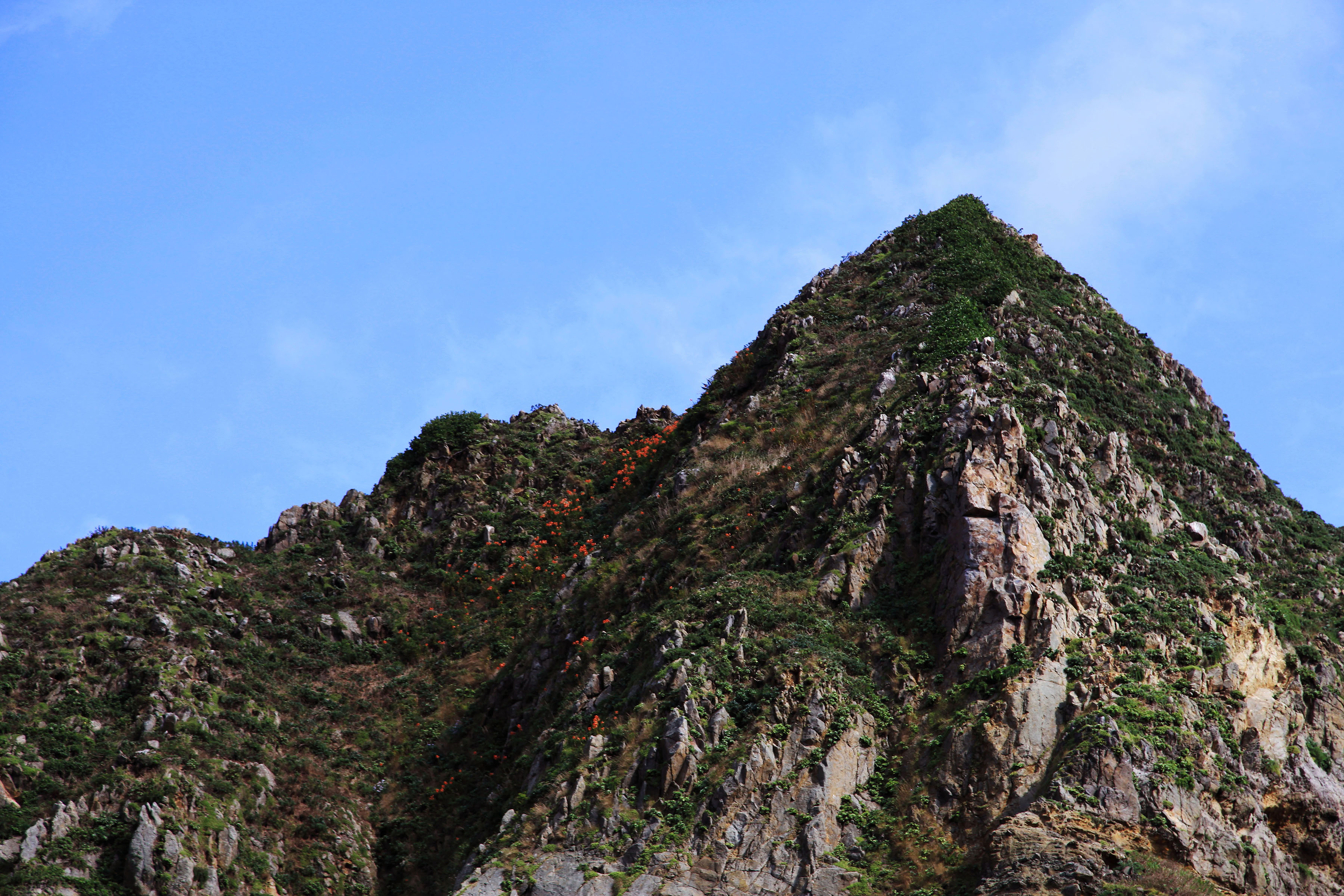 Lilies blooming on Dokdo ⓒAhn Dong-lib