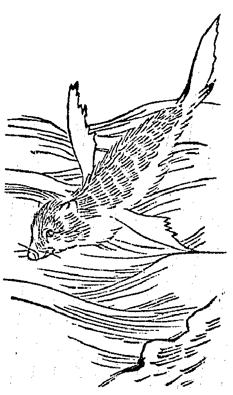 Sea Lion’s Featured in the Encyclopedia of Animals, published in Japan in 1712