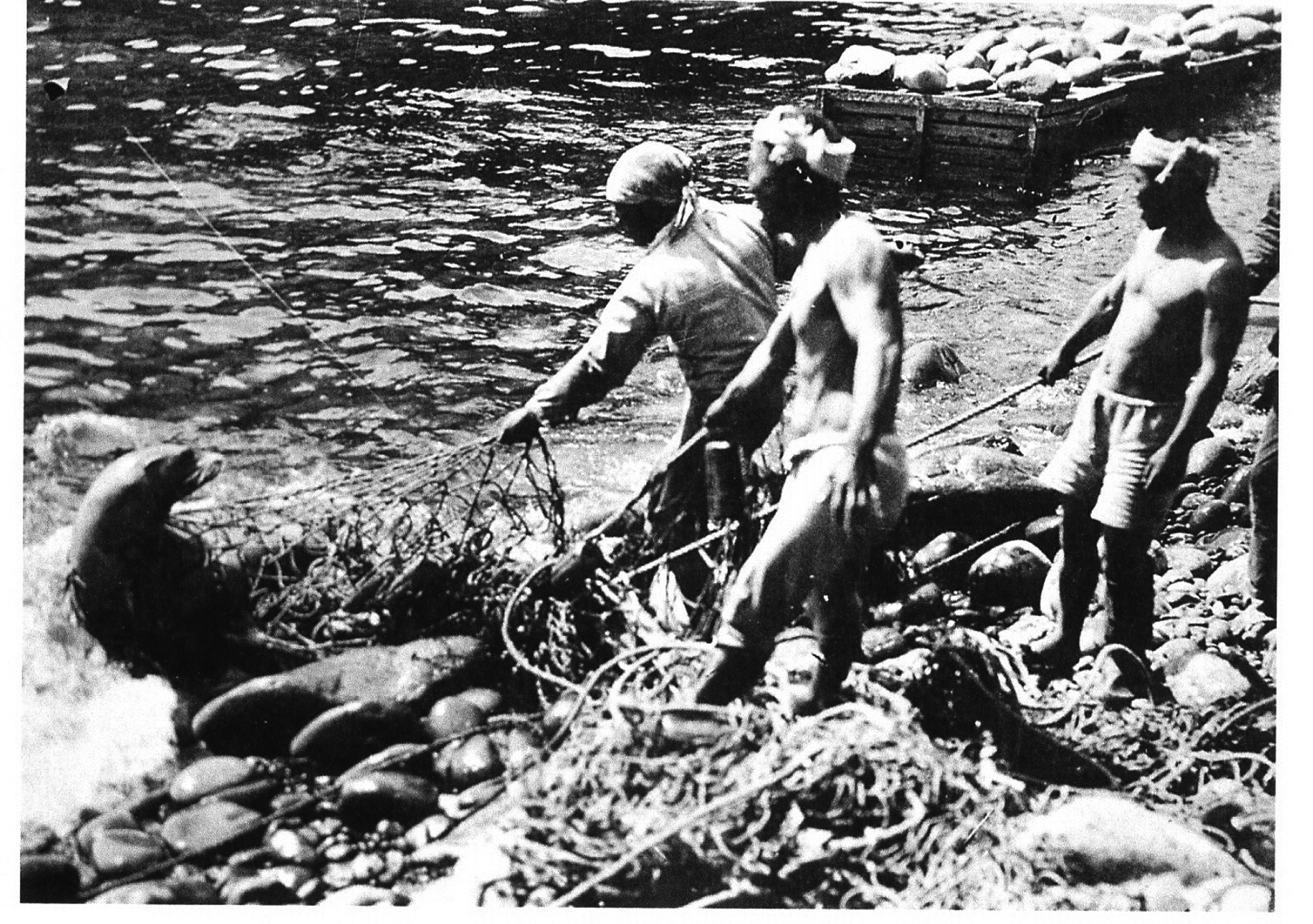 Oki fishermen catching Sea Lion on Dokdo using gill net(1934)