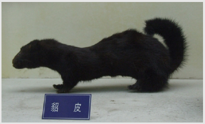 흑룡강 유역의 검은담비 강원대 김창호